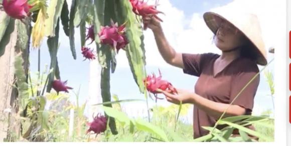 Hộ nông dân Hải Phòng thu lãi 300 triệu mỗi năm sau khi bỏ lúa, trồng loại cây được mệnh danh là 'vàng đỏ' 0 Thanh long, mô hình trồng thanh long