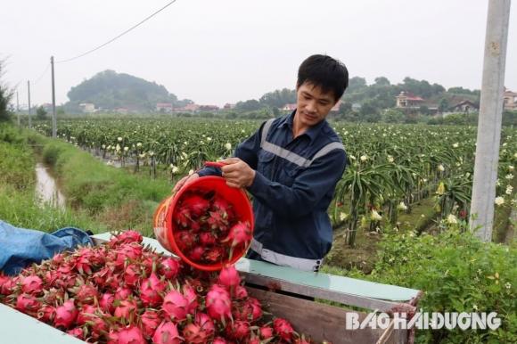 Hộ nông dân Hải Phòng thu lãi 300 triệu mỗi năm sau khi bỏ lúa, trồng loại cây được mệnh danh là 'vàng đỏ' 1 Thanh long, mô hình trồng thanh long