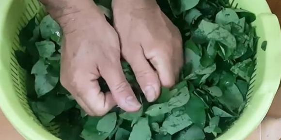 vò rau ngót trước khi nấu 0 rau ngót, cách nấu rau ngót, tại sao phải vò rau ngót
