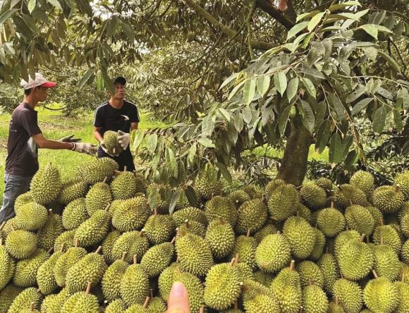 sầu riêng Musang King, giá sầu riêng, kiến thức