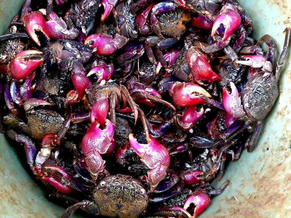 đặc sản, con ba khía, kiến thức