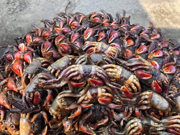 đặc sản, con ba khía, kiến thức