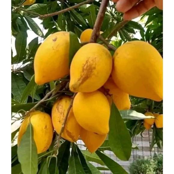 leekima, trứng gà, đặc sản