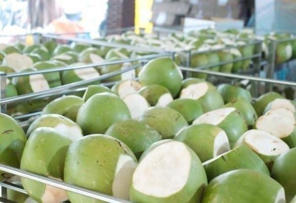 Xuất khẩu dừa, kim ngạch xuất khẩu dừa của việt nam