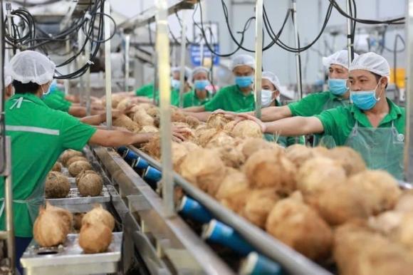 Xuất khẩu dừa, kim ngạch xuất khẩu dừa của việt nam