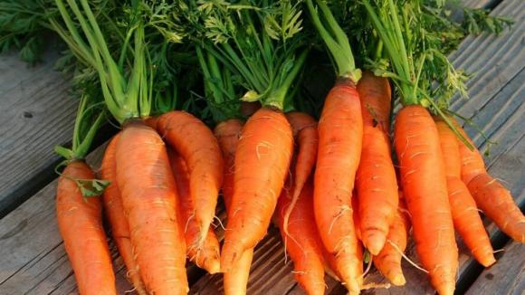 vi nhựa, cà rốt, loại củ chứa vi nhựa