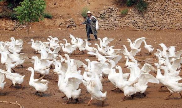 trứng ngỗng, nuôi ngỗng