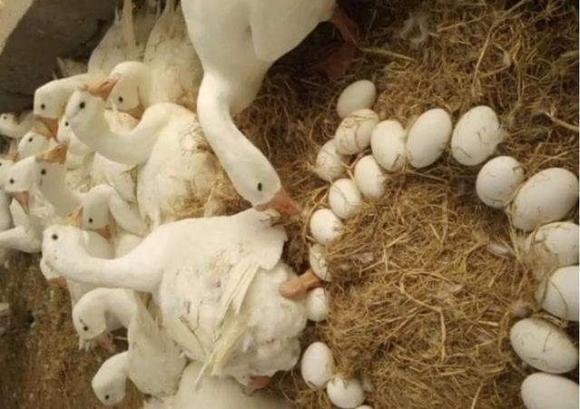 trứng ngỗng, nuôi ngỗng