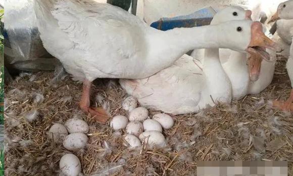 hỏa táng, nhiệt độ hỏa táng, tro cốt, lo hỏa táng