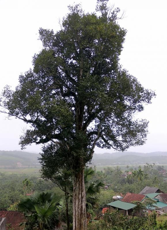 cây dó trầm, Cây Di sản Việt Nam, cây quý trăm tỷ
