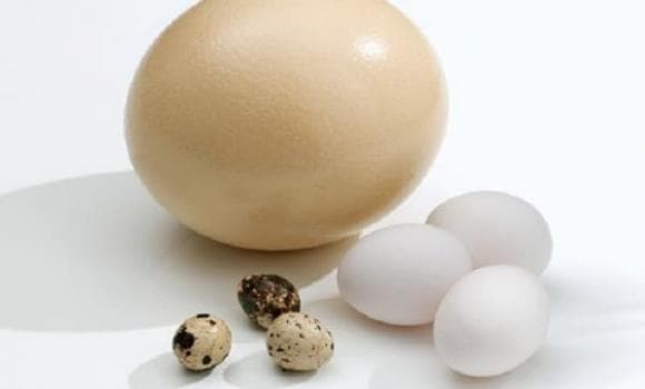 trứng nào bổ nhất, Trứng vịt, trứng cút,  khiến thức