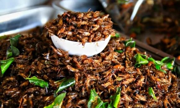 Dế trũi