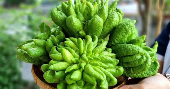 phong thủy gia đình, phong thủy cây cảnh, những loại cây thu hút tài lộc
