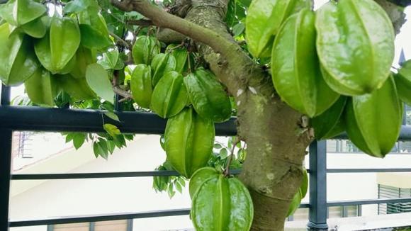cây khế phong thủy, phong thủy, cách trồng cây phong thủy