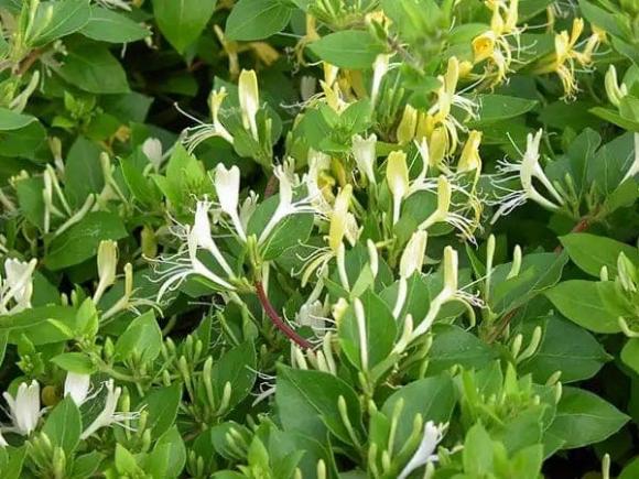 phong thủy gia đình, phong thủy cây cảnh, những loại cây thu hút tài lộc