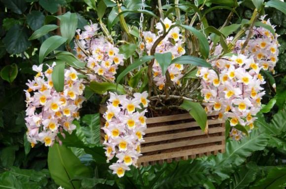 phong thủy gia đình, phong thủy cây cảnh, những loại cây thu hút tài lộc