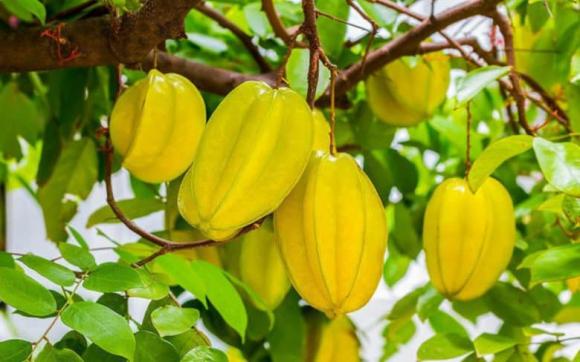 cây khế phong thủy, phong thủy, cách trồng cây phong thủy