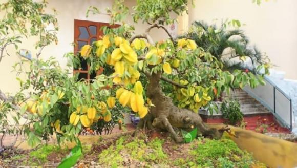 cây khế phong thủy, phong thủy, cách trồng cây phong thủy