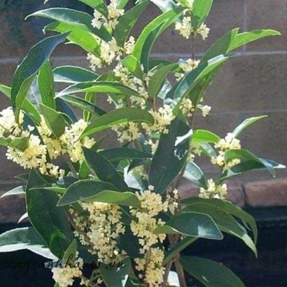 mộc hương, cây mộc hương, ý nghĩa của cây mộc hương