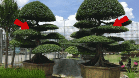 cây xanh, trồng cây xanh, kiến thức