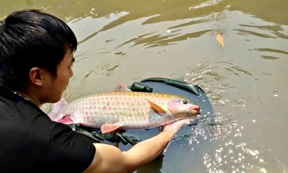Viên ngọc quý, cá bỗng 
