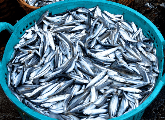 cá, cá hồi, sức khỏe