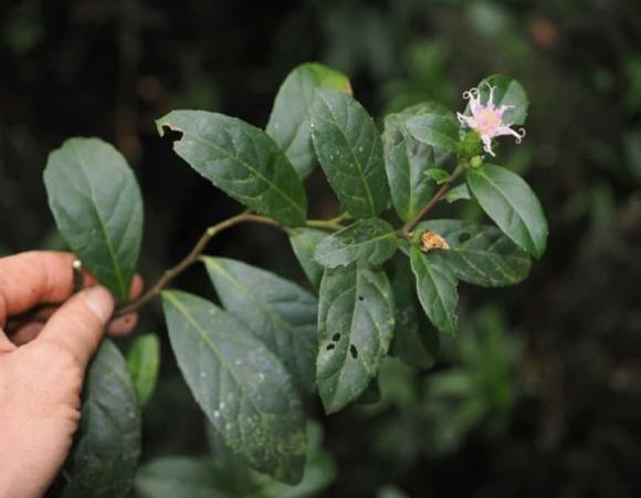 bạch đầu, bạch đầu phong nha, thực vật quý