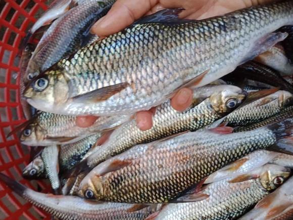 loại cá, cá không nên mua, kiến thức