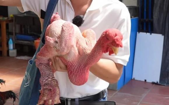 độc lạ, con gà không lông có giá nửa tỷ, chuyện lạ