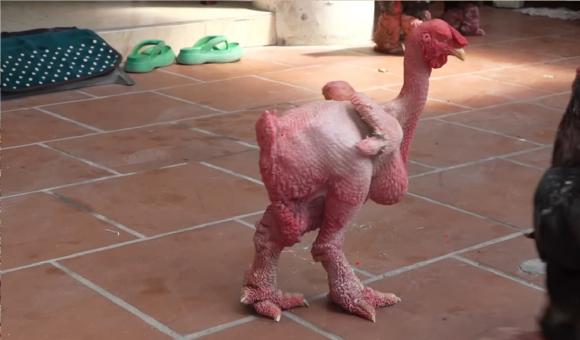 độc lạ, con gà không lông có giá nửa tỷ, chuyện lạ