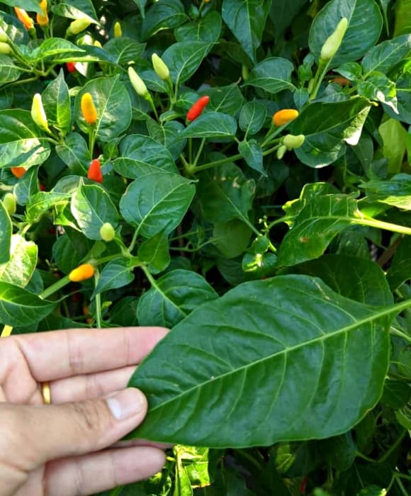 Lá ớt, loại lá giàu canxi, công dụng của lá ớt