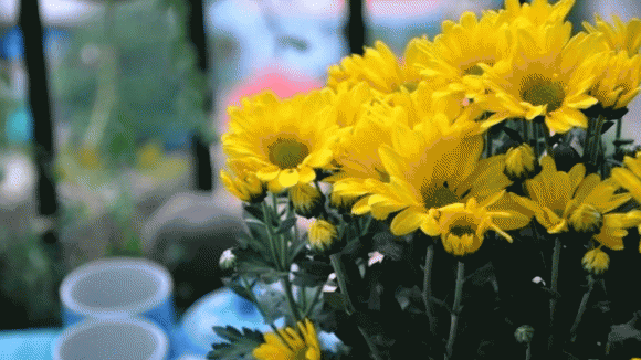 hoa cúc, ý nghĩa hoa cúc, thắp hương