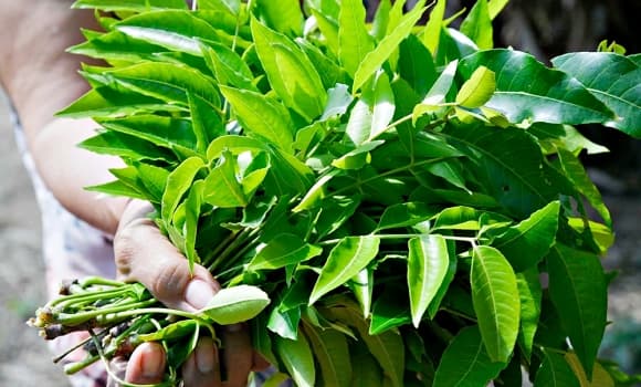 đặc sản An Giang, gỏi sầu đâu