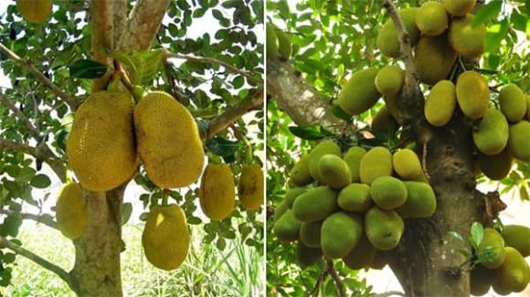 trồng cây mít trước nhà, phong thủy, gỗ mít làm đồ thờ