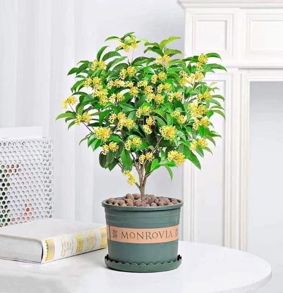 cây mộc hương, loài cây hợp cả 5 mệnh