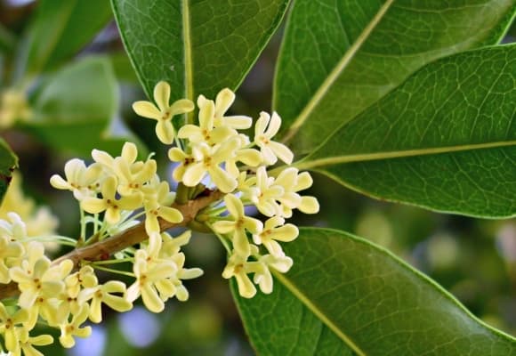 cây mộc hương, loài cây hợp cả 5 mệnh