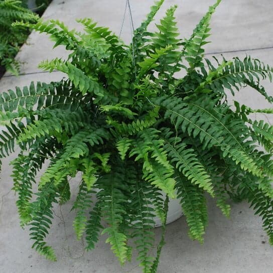 dương xỉ, trồng cây trong nhà, nên trồng cây gì trong nhà