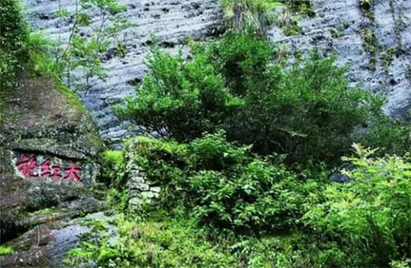 Trà Đại Hồng Bào, núi Vũ Di, Loại lá đắt nhất thế giới