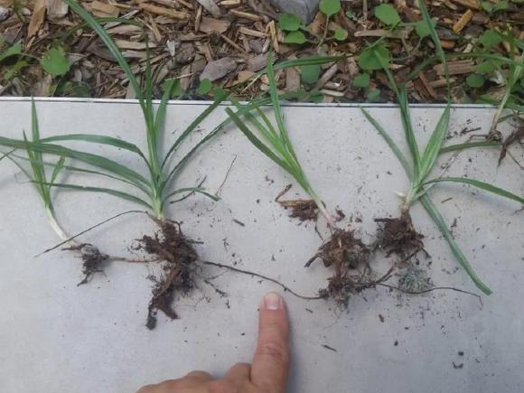 cây được xem như 'kẻ thù nhà nông', cây cỏ gấu