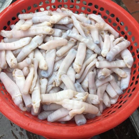 Trùng biển, đặc sản trùng biển