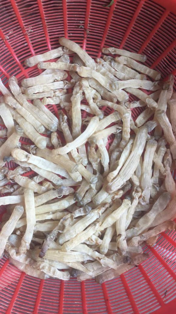 Trùng biển, đặc sản trùng biển