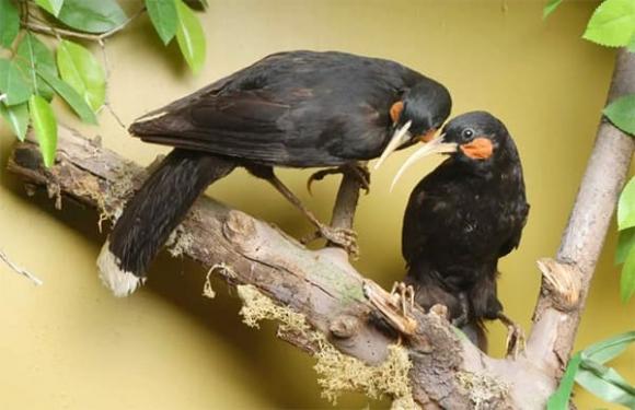 lông vũ chim Huia, sợi lông đắt nhất thế giới