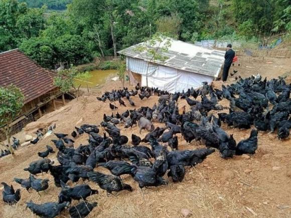 nuôi gà, nuôi gà đen, kiến thức
