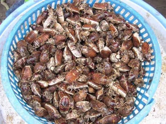 Đặc sản bọ rầy, bọ rầy an giang