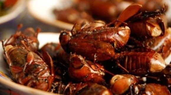 Đặc sản bọ rầy, bọ rầy an giang