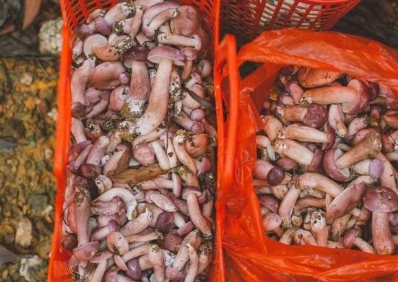 Nấm tràm, công dụng của nấm tràm
