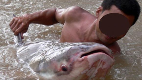 loại cá lớn ngọt lớn nhất thế giới, cá tra dầu