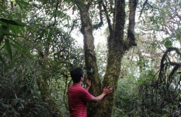 Loại đặc sản đắt đỏ bậc nhất Việt Nam, chè bạch long