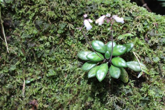 báo xuân, viên ngọc, kiến thức