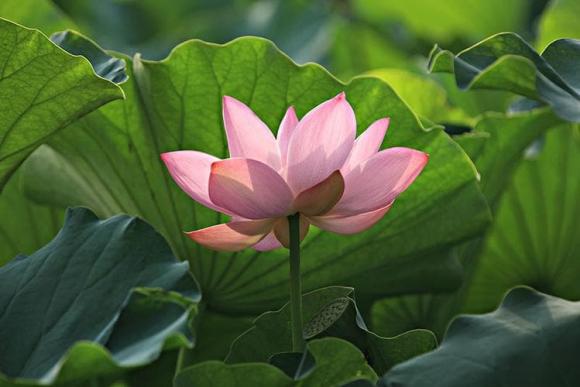 ngày sinh âm lịch nào là xui xẻo